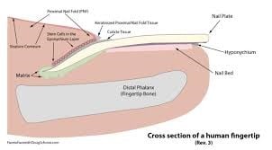 What's New in Nail Anatomy? The Latest Facts! - Schoon Scientific